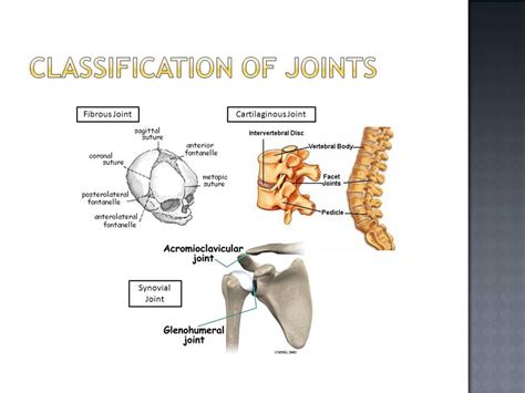 How are joints classified?