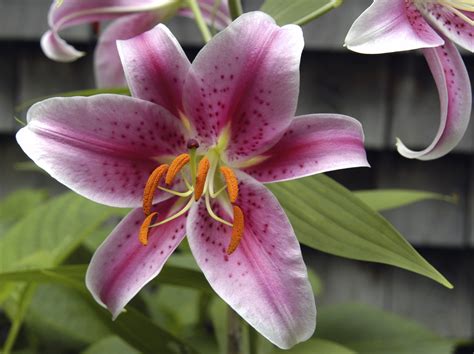 How are lilies poisonous?
