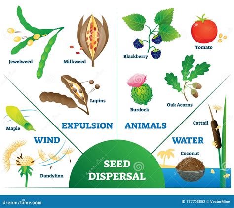 How are seeds classified?