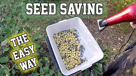 How are seeds cleaned?