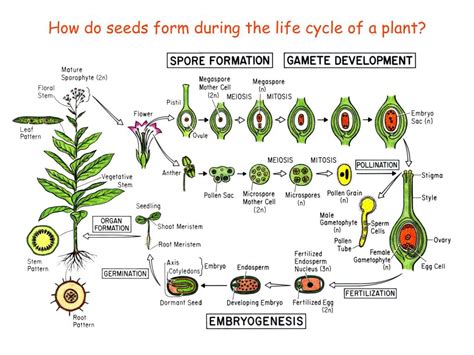 How are seeds formed?