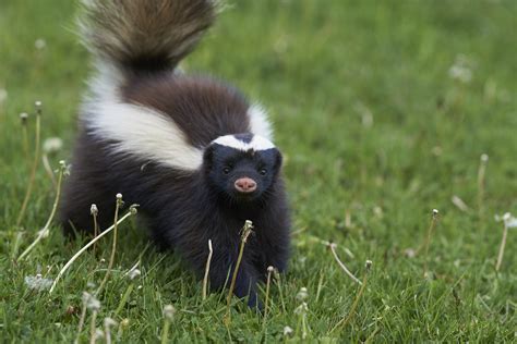 How bad is a skunk bite?
