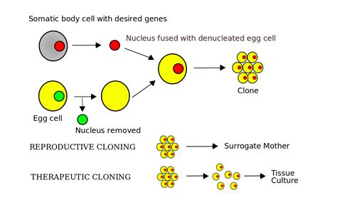 How bad is cloning?