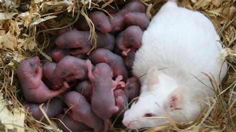 How big are baby mice?