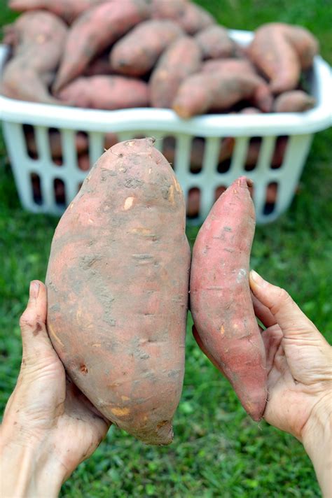 How big are large sweet potatoes?