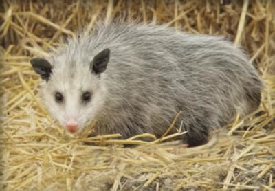 How big are possums in Ontario?