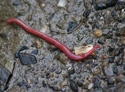 How big are red worms?