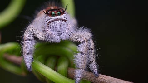 How big can a jumping spider get?
