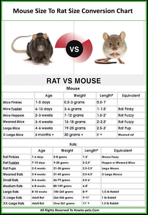 How big can a mouse get?