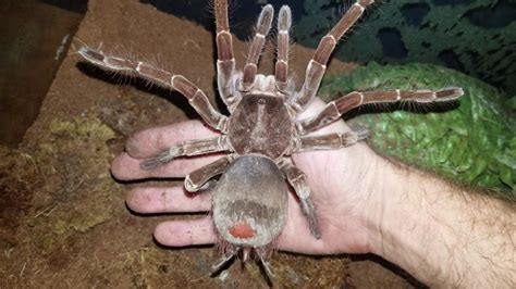 How big can a tarantula get?