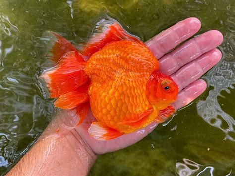 How big can goldfish get?