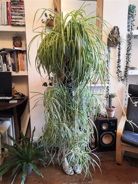 How big can spider plants get?