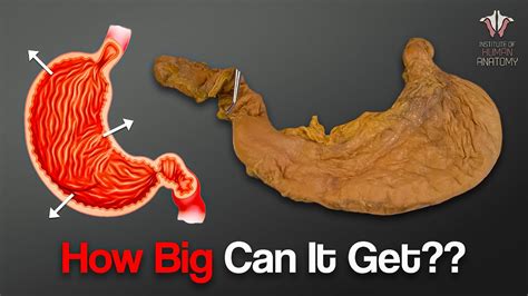 How big can the human stomach get?