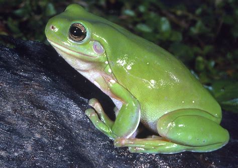How big do frogs get in Australia?