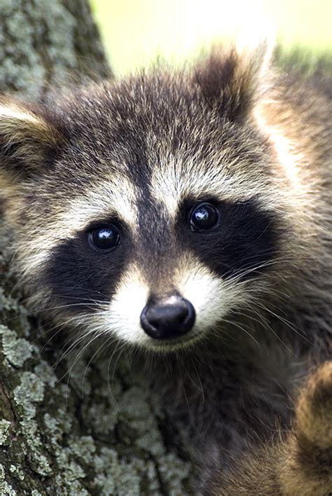How big do raccoons get in Canada?