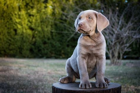 How big do silver Labradors get?