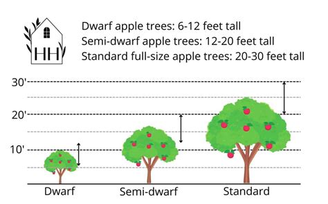 How big is Apple One?