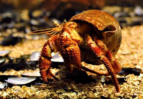 How big is a 10 year old hermit crab?