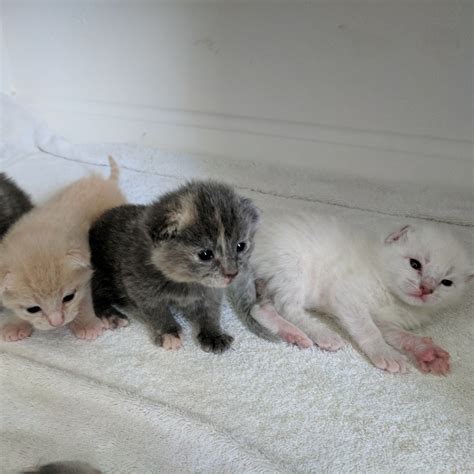 How big is a 2 week old kitten?