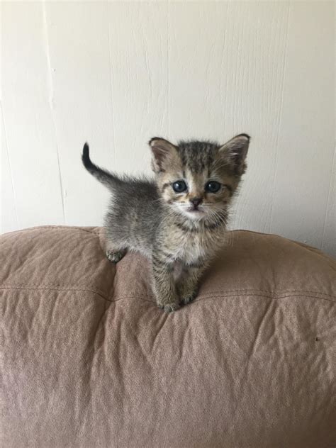 How big is a 5 week old kitten?