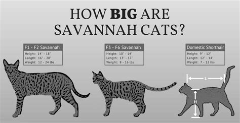 How big is a Savannah cat?