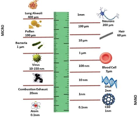 How big is a cell in nanometers?