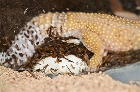 How big is a gecko egg?