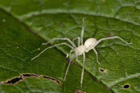 How big is a ghost spider?