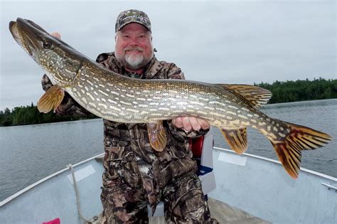 How big is a giant pike?