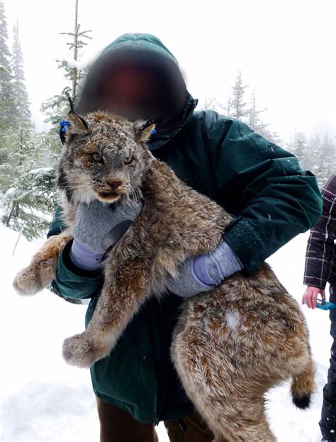 How big is a lynx?