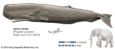 How big is a sperm whale?