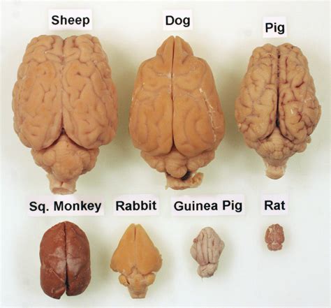 How big is a squirrel's brain?