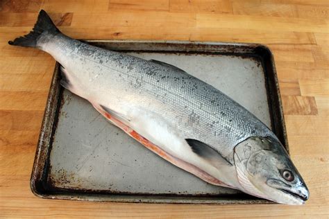 How big is a whole salmon?