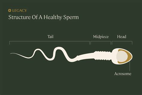 How big is sperm?