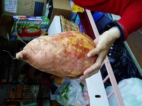 How big is the biggest sweet potato?