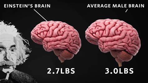 How big was Einstein's brain?