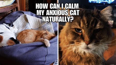 How can I calm my anxious cat naturally?