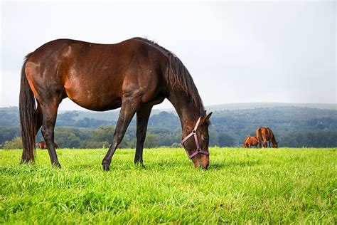 How can I calm my horse naturally?