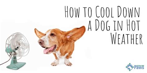 How can I cool down my dog?