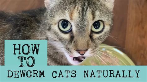 How can I deworm my cat naturally?