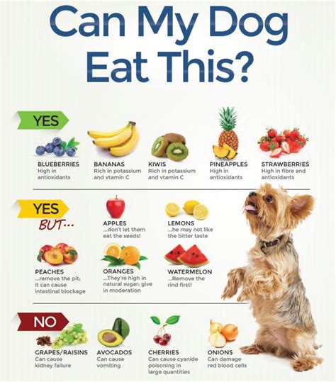 How can I encourage my dog to eat?