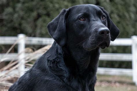 How can I extend my Labrador life?