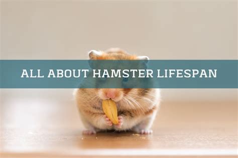 How can I extend my hamster's life?
