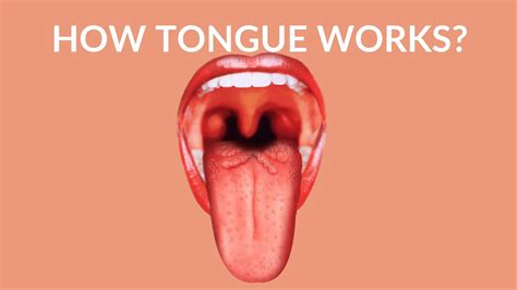 How can I extend my tongue longer?