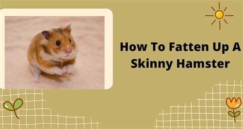 How can I fatten up my hamster?