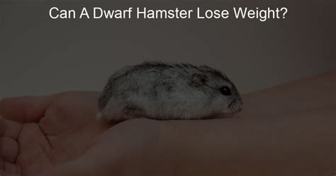 How can I get my hamster to lose weight?