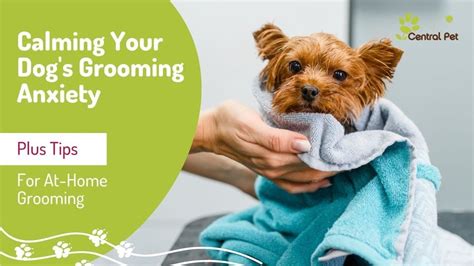 How can I help my anxious dog at the groomer?