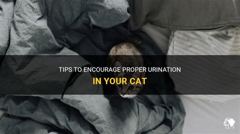 How can I help my cat pee?