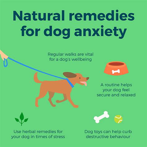 How can I help my dog with severe anxiety?