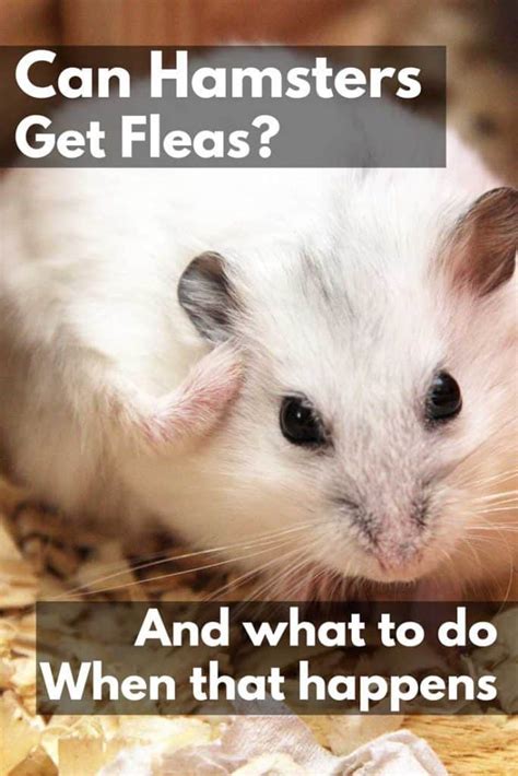 How can I help my hamster with itchy skin?